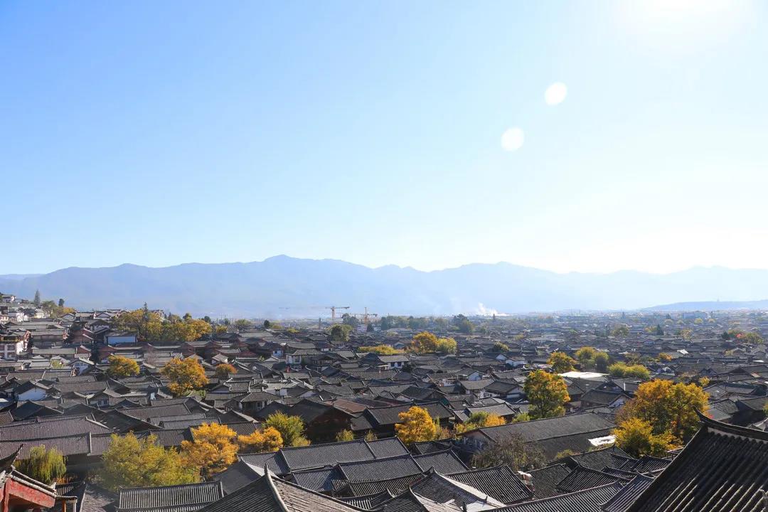 藏在麗江古城街頭巷尾的樹，一入冬就美成了畫