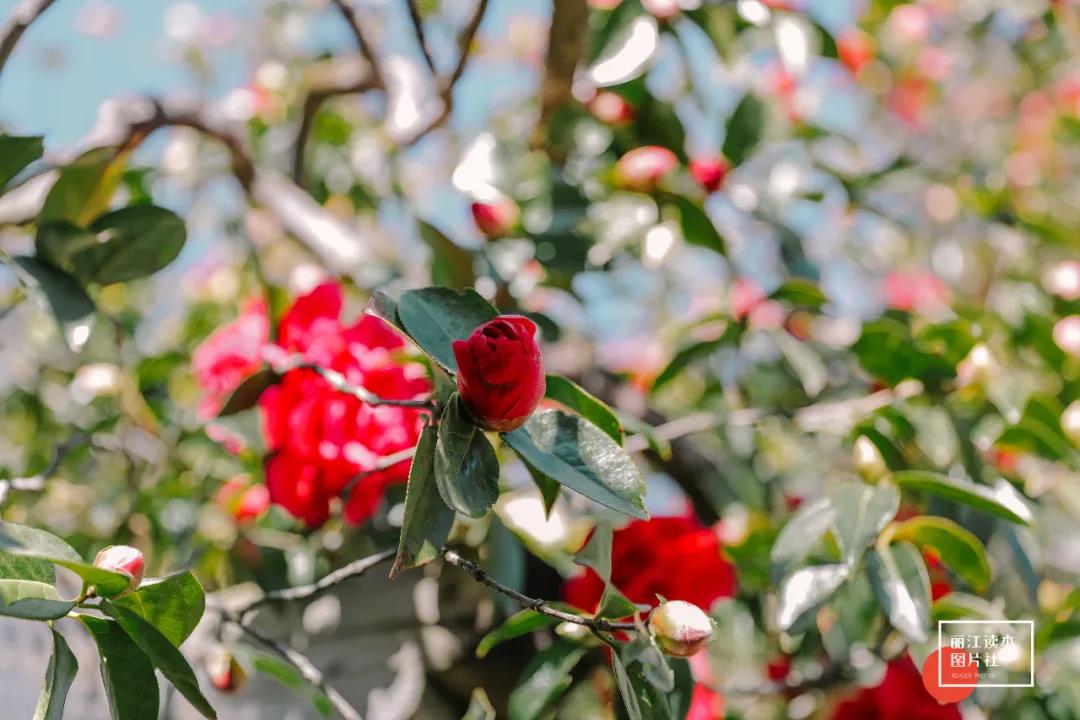萬朵山茶次第開放，又是時(shí)候來麗江玉峰寺赴約了