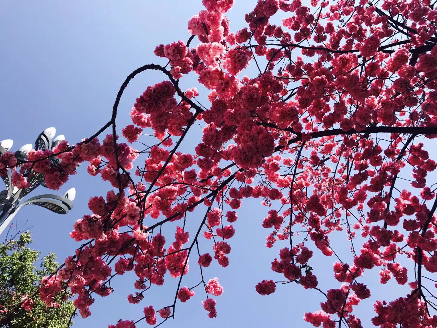 絕美！麗江最美櫻花大道迎春怒放，你再不來，她就謝了！