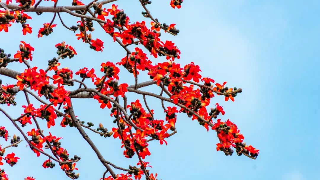 紅紅火火！麗江華坪攀枝花熱烈綻放，美不勝收