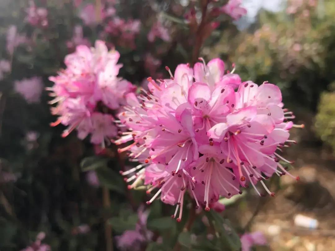 麗江這個(gè)地方的十萬多株馬纓杜鵑綻放，美得一塌糊涂！