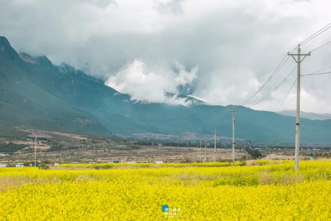 太美了！麗江這里有近三百畝油菜花盛開(kāi)，周末就去打卡！