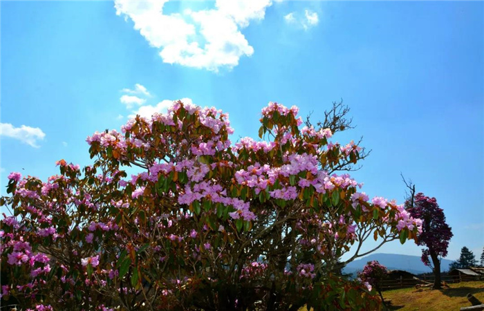 麗江旅游 “五一”探秘不一樣的麗江！林納閣漫山遍野的杜鵑花顏值爆表