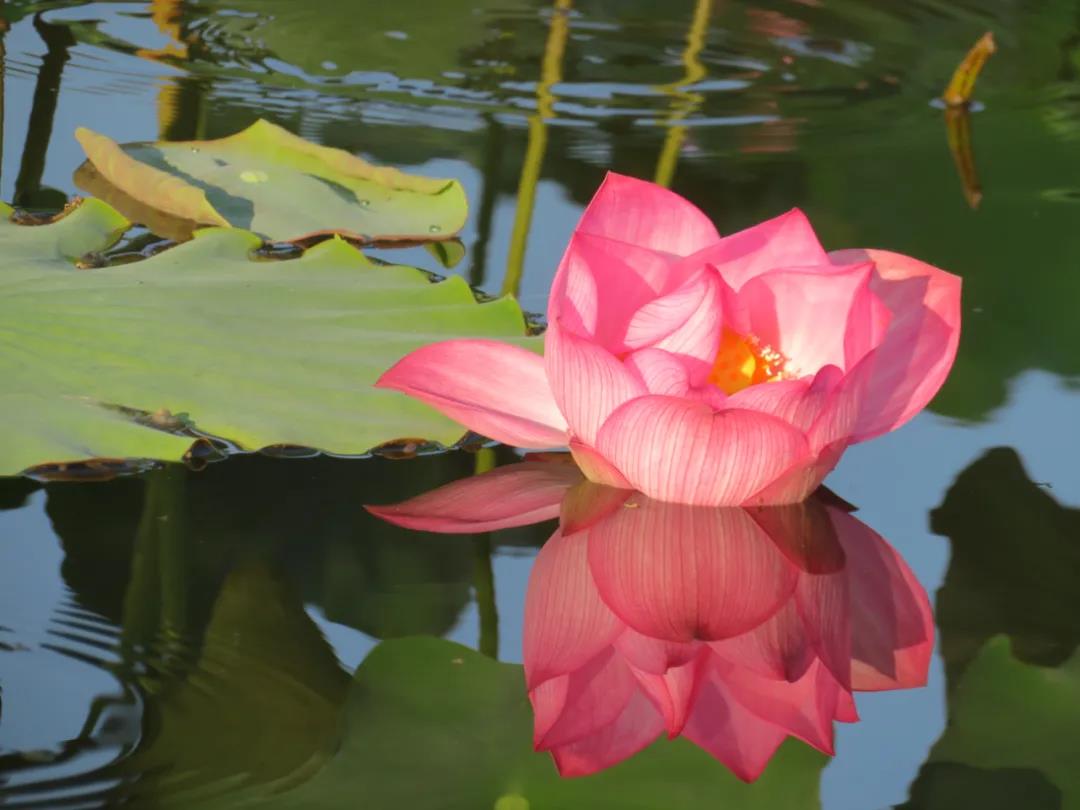 為何而來，為荷來