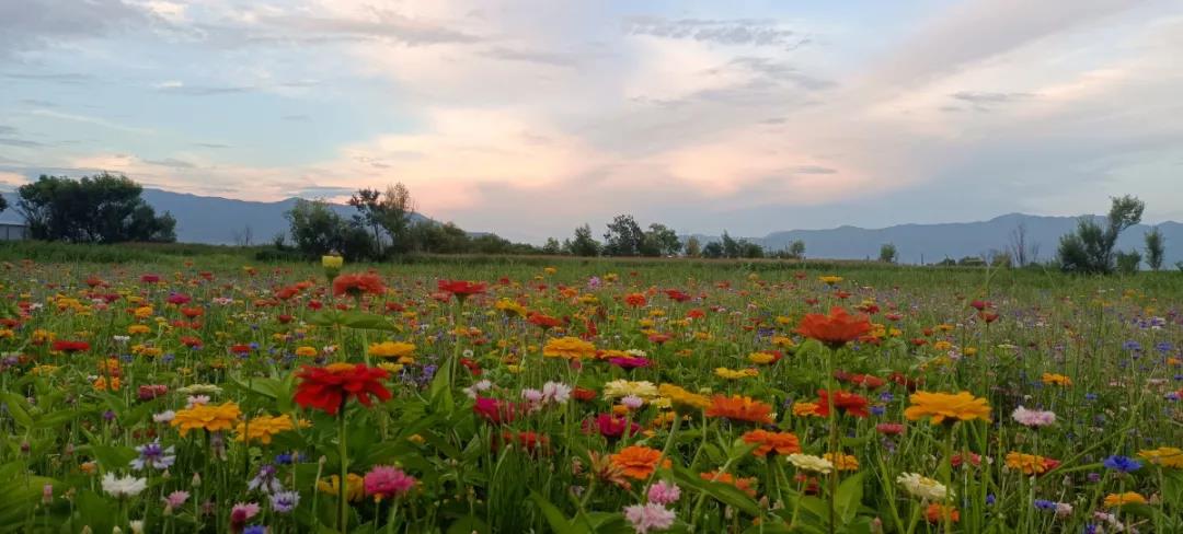 這片在麗江城邊開放的花海，終于被發(fā)現(xiàn)了！