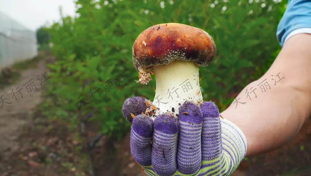 距離城區(qū)不到20分鐘！竟藏著一處可以采菌子的