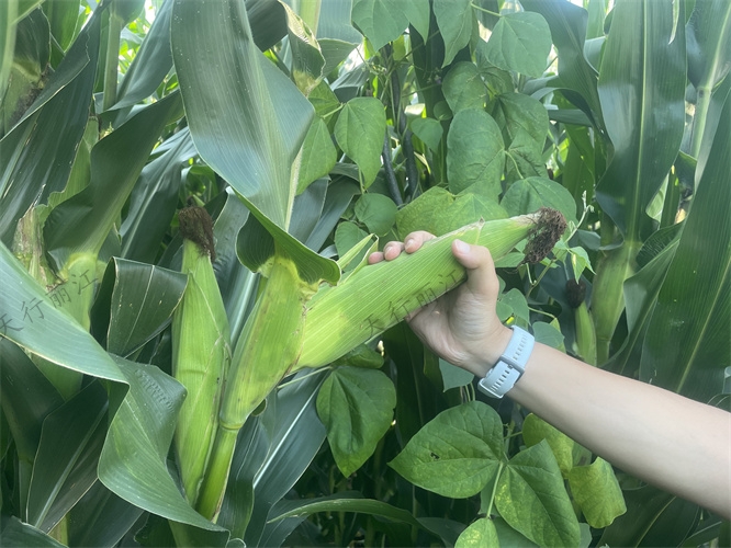 麗江納西生活體驗(yàn)團(tuán)建