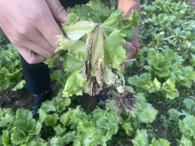 麗江納西生活體驗(yàn)團(tuán)建