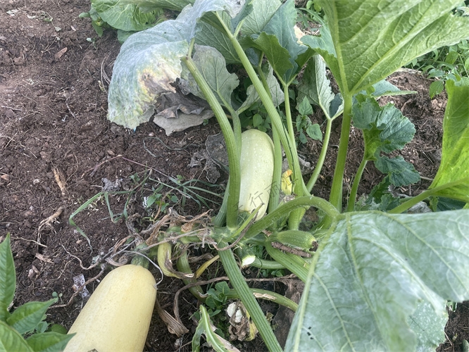 麗江納西生活體驗(yàn)團(tuán)建