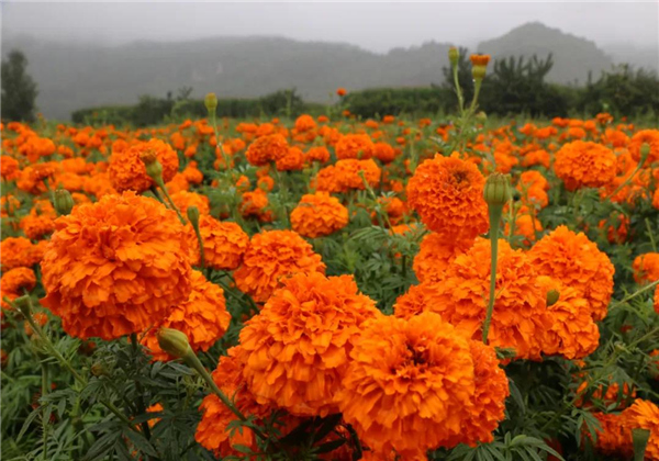 麗江多處萬壽菊競相綻放，上千畝花海，美爆了！