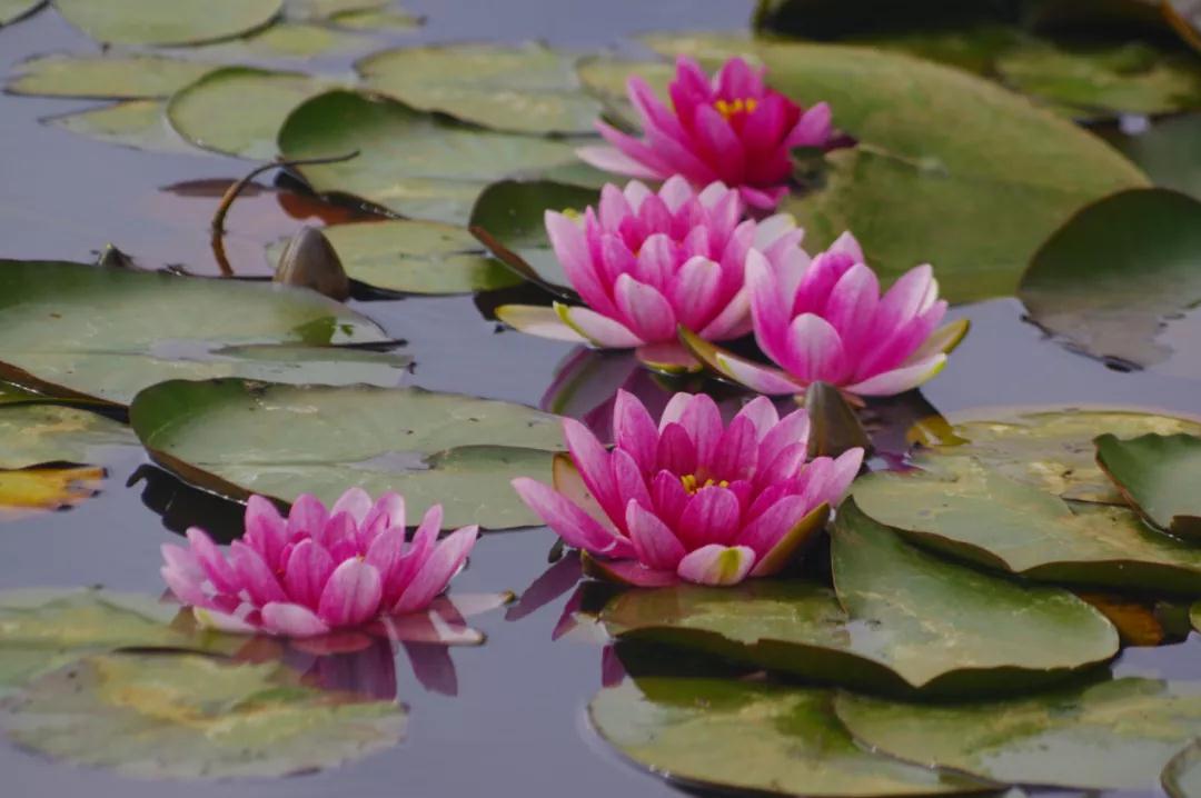 美爆！麗江這里的睡蓮開啦，隨手拍都是大片