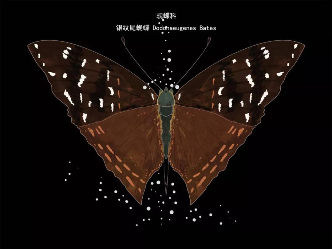 銀尾鳳蜆蝶 銀尾鳳蜆蝶