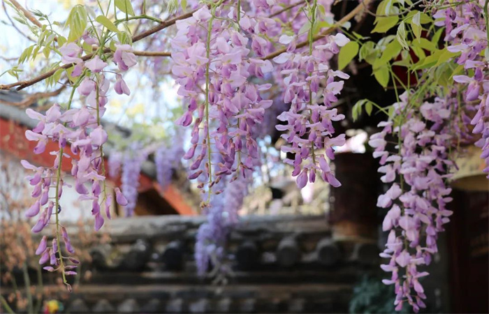 麗江旅游攻略：每個(gè)人的心里，都有一個(gè)麗江夢(mèng)