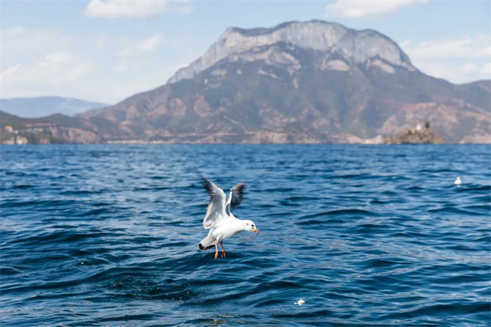 麗江旅游攻略：看！它們又來(lái)了