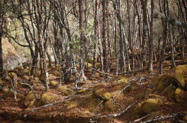 麗江傳媒公司：在冬日來臨前，徒步斑斕原始森林，探秘麗江最后的隱世凈土！