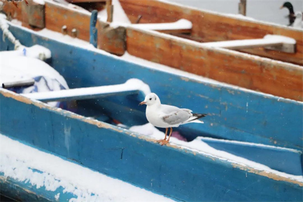 麗江團(tuán)建好時(shí)節(jié)：瀘沽湖下雪啦！快帶上小伙伴一起來玩耍吧！