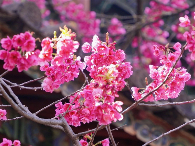云南旅游,云南旅行社,云南團(tuán)建公司,云南會(huì)議公司,云南策劃公司,麗江旅游,麗江旅行社,麗江團(tuán)建公司:再不看就來不及了，普濟(jì)寺的櫻花又開了……