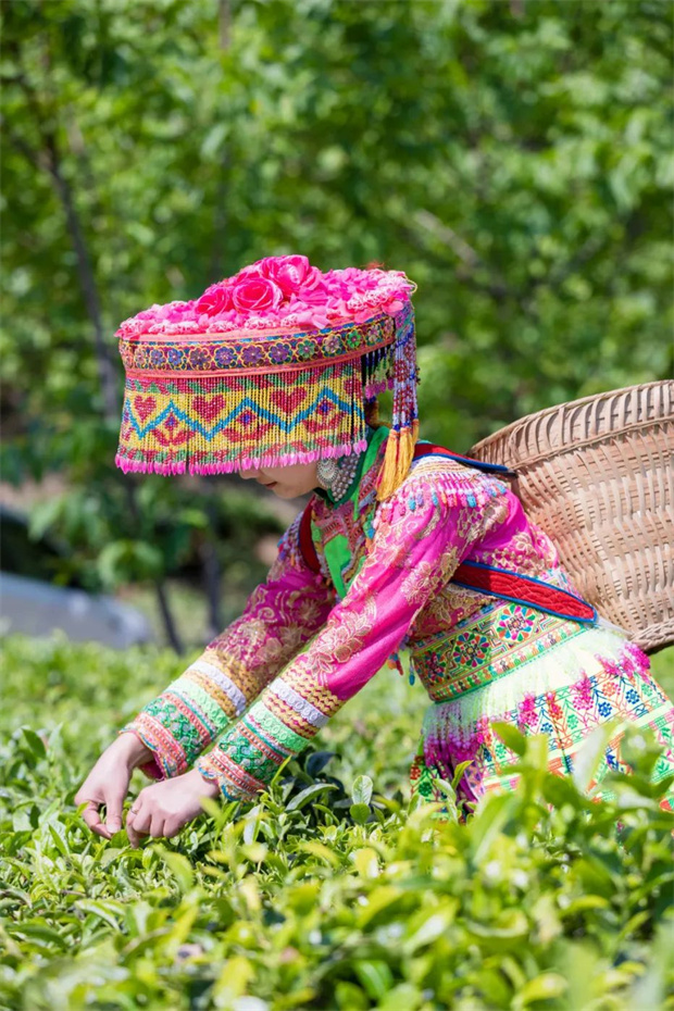 云南旅游,云南旅行社,云南團(tuán)建公司,云南會(huì)議公司,云南策劃公司,麗江旅游,麗江旅行社,麗江團(tuán)建公司,麗江策劃公司：采茶去！在麗江永興邂逅一袖春山香