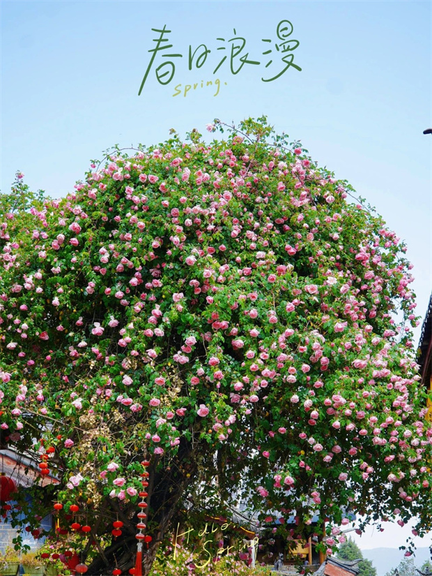 云南旅游,云南旅行社,云南團(tuán)建公司,云南會(huì)議公司,云南策劃公司,麗江旅游,麗江旅行社,麗江團(tuán)建公司,麗江策劃公司,麗江會(huì)議公司：一季芳華，半城詩畫，麗江古城的薔薇開了